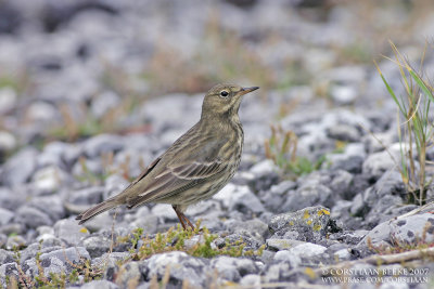 Oeverpieper / Rock Pipit