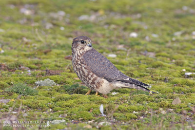 Smelleken / Merlin