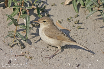 Kleine Spotvogel / Booted Warbler