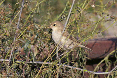 Booted Warbler