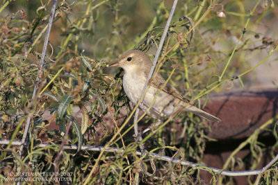 Kleine Spotvogel / Booted Warbler