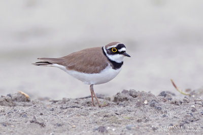Kleine Plevier / Little Ringed Plover