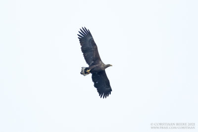 Zeerarend / White-tailed Eagle