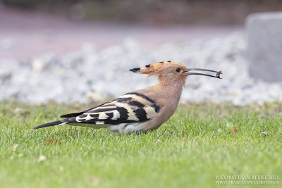 Hop / Eurasian Hoopoe