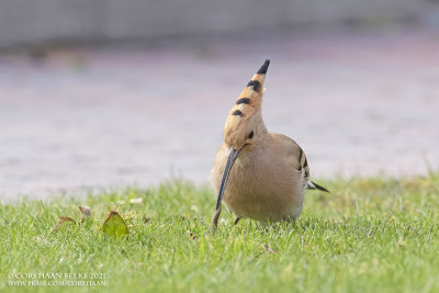 Hop / Eurasian Hoopoe