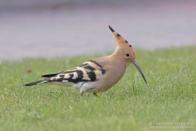 Hop / Eurasian Hoopoe