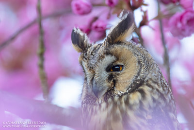 Ransuil / Long-eared Owl