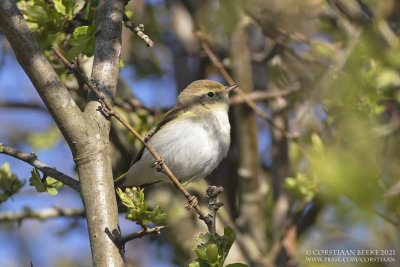 Western Bonelli's Warbler