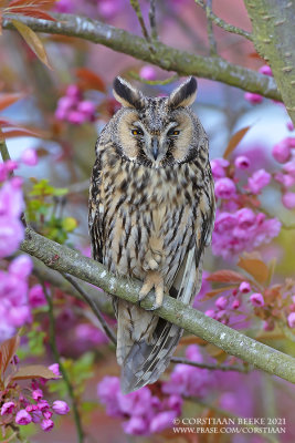 Ransuil / Long-eared Owl