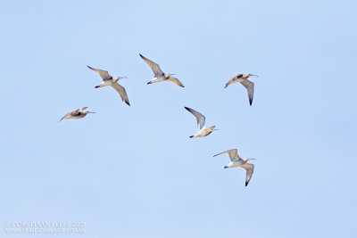 Regenwulp / Whimbrel