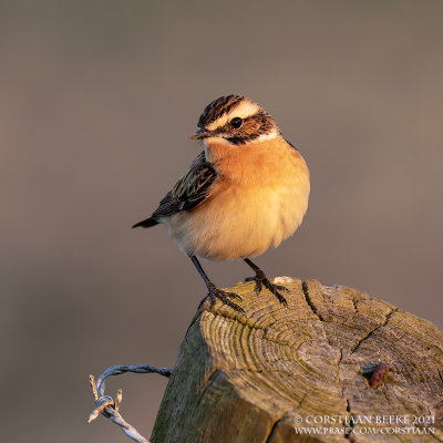 Paapje / Whinchat