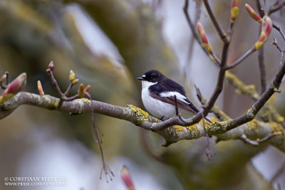 Bonte Vliegenvanger / Pied Flycatcher