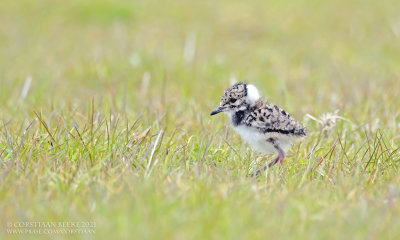 Kievit / Northern Lapwing