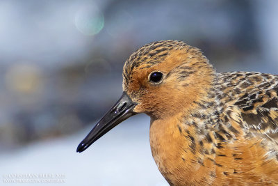 Red Knot