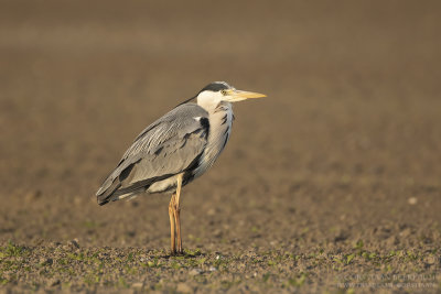 Blauwe Reiger / Grey Heron