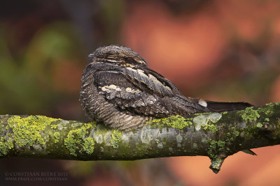 European Nightjar