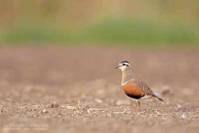 Morinelplevier / Dotterel