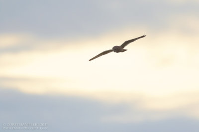 Velduil / Short-eared Owl