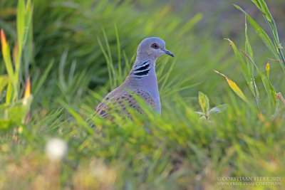 Zomertortel / Turtle Dove