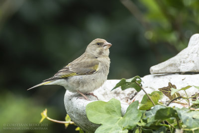 Groenling / Greenfinch