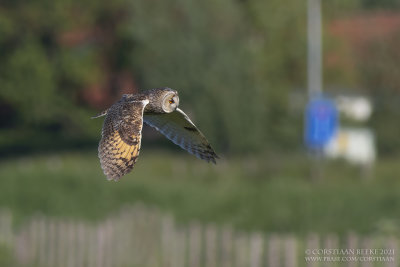 Ransuil / Long-eared Owl