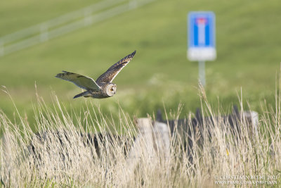 Ransuil / Long-eared Owl
