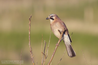 Gaai / Eurasian Jay