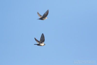 Roze Spreeuw / Rosy Starling