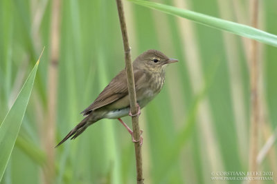 Krekelzanger / River Warbler