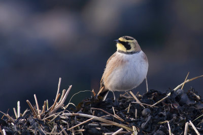 Horned Lark