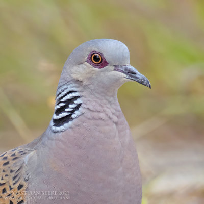 Zomertortel / Turtle Dove