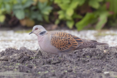 Zomertortel / Turtle Dove