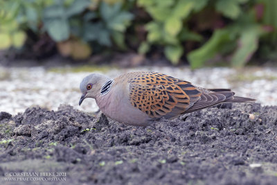 Zomertortel / Turtle Dove