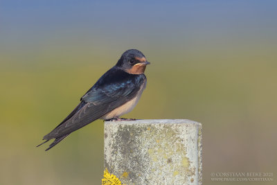 Boerenzwaluw / Barn Swallow
