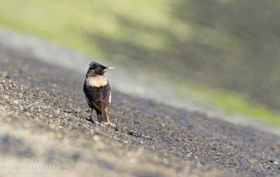 Rosy Starling