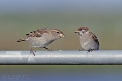 Huismus & Ringmus / House Sparrow / Tree Sparrow