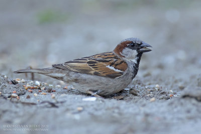 House Sparrow