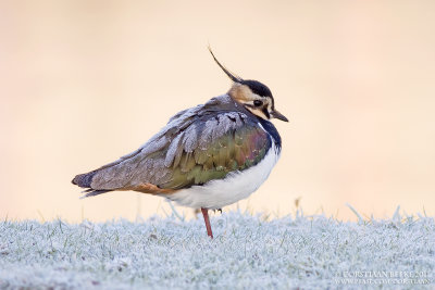 Kievit / Northern Lapwing