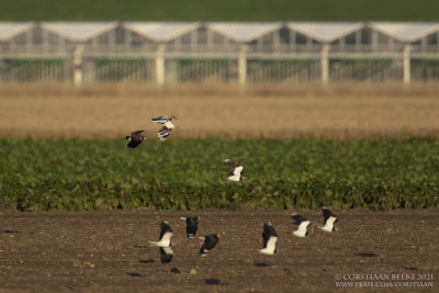 Kieviten / Northern Lapwings