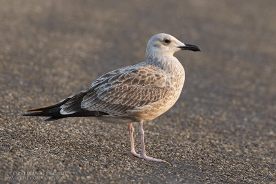 Pontische Meeuw / Caspian Gull