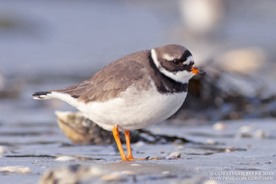 Bontbekplevier / Great Ringed Plover