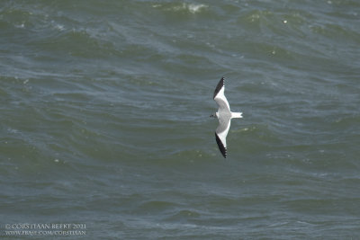 Vorkstaartmeeuw / Sabine's Gull