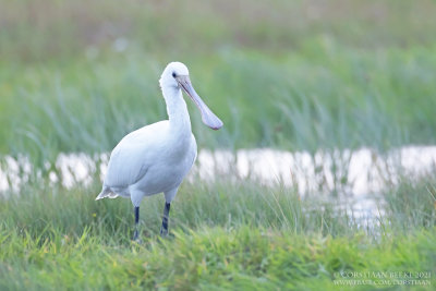 Lepelaar / Spoonbill