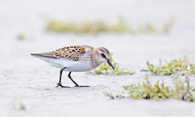 Kleine Strandloper / Little Stint