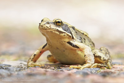 Bruine Kikker / Brown frog