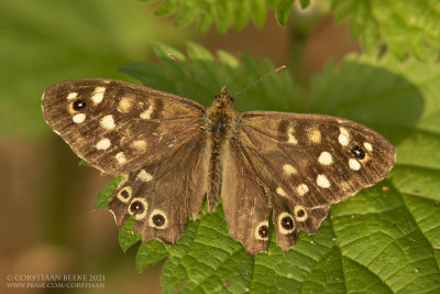 Bont Zandoogje / Speckled wood butterfly