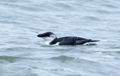 Alk / Razorbill