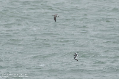 Vorkstaartmeeuw / Sabine's Gull