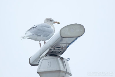 Grote Burgemeester / Glaucous Gull