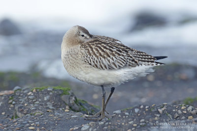 Rosse Grutto / Bar-tailed Godwit